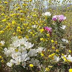 clarkia amoena